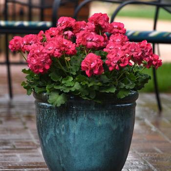 Pelargonium x hortorum 'Watermelon' 