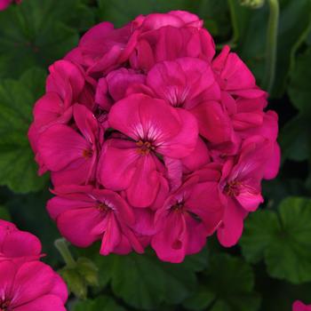 Pelargonium x hortorum 'Purple' 