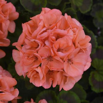 Pelargonium x hortorum 'Salmon' 