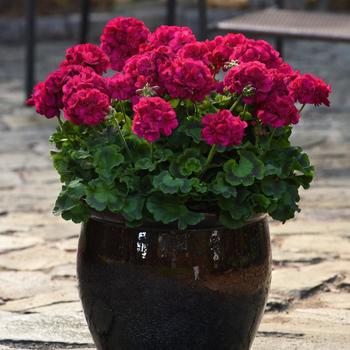 Pelargonium x hortorum 'Violet' 