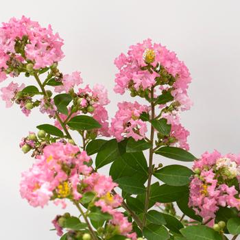 Lagerstroemia indica Bellini® 'Guava'