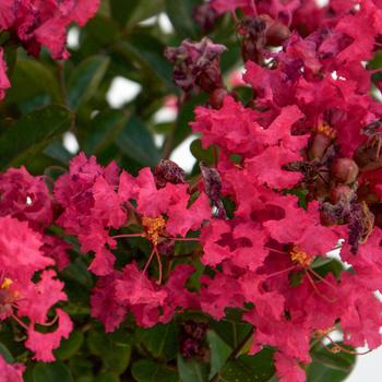 Lagerstroemia indica 'Conlagras' 