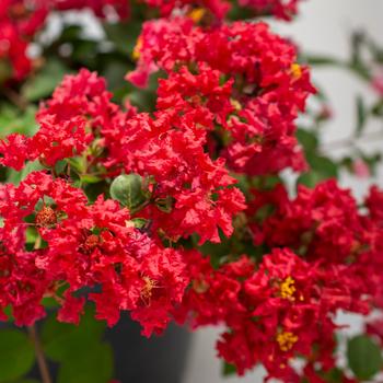 Lagerstroemia indica Bellini® 'Strawberry'