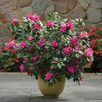 Rhododendron FlorAmore™ 'Hot Pink' PP27521