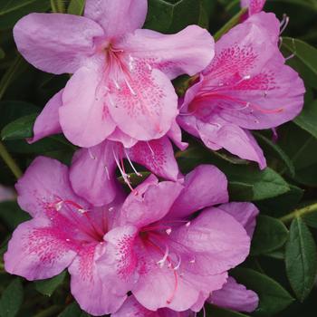 Rhododendron FlorAmore™ 'Lavender' PP27470