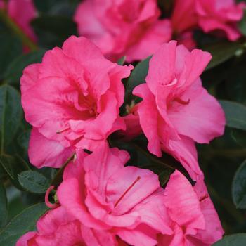 Rhododendron FlorAmore™ 'Pink'