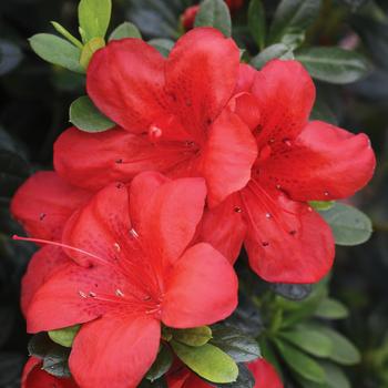 Rhododendron FlorAmore™ 'Red' PP27523