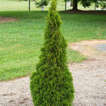 Thuja occidentalis 'Emerald Squeeze™'