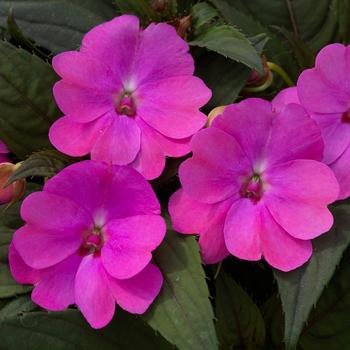 Impatiens SunPatiens® Lavender