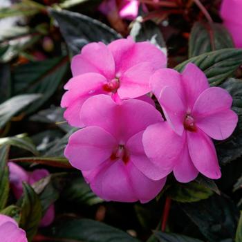 Impatiens SunPatiens® Lavender Splash