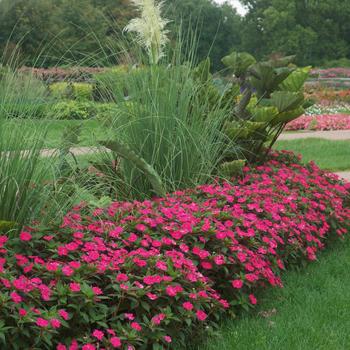 Impatiens SunPatiens® Magenta