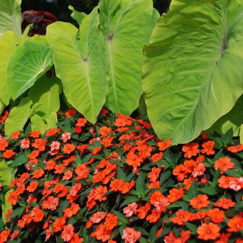 Impatiens SunPatiens® Orange