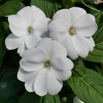 Impatiens SunPatiens® Clear White