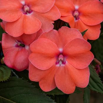 Impatiens SunPatiens® Shell Pink