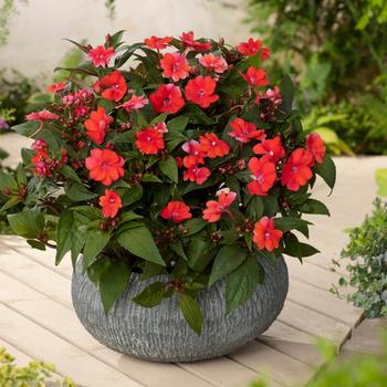 Impatiens SunPatiens® Red