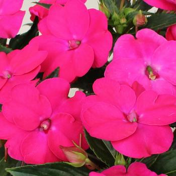 Impatiens SunPatiens® Vigorous 'Rose Pink'