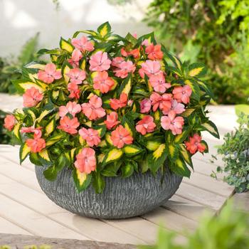 Impatiens SunPatiens® Salmon