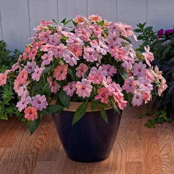 Impatiens SunPatiens® Pink Kiss