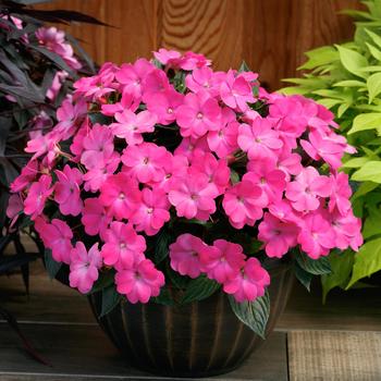 Impatiens SunPatiens® Hot Pink