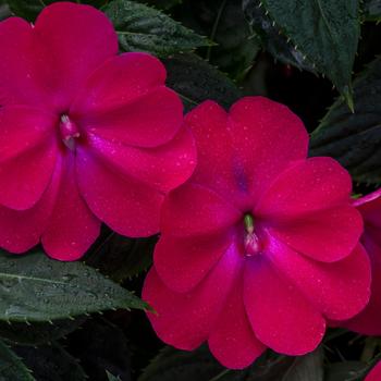 Impatiens SunPatiens® Rose Glow