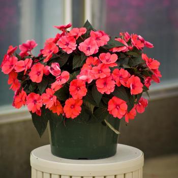 Impatiens SunPatiens® Deep Rose