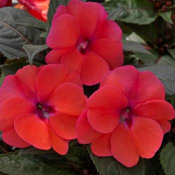 Impatiens SunPatiens® '' (160233)