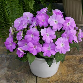 Impatiens SunPatiens® Orchid