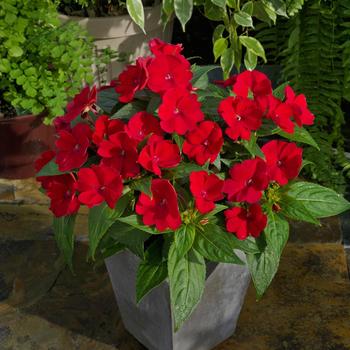 Impatiens 'SAMKIMP039' PP28590