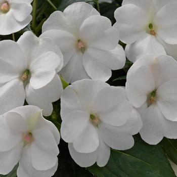 Impatiens SunPatiens® Compact White