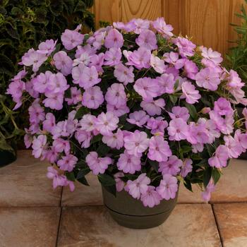 Impatiens 'SAKIMP054' 