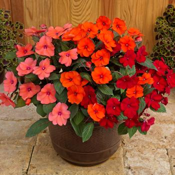 Impatiens 