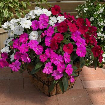 Impatiens 