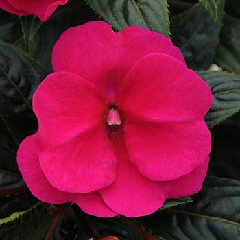 Impatiens hawkeri 'Purple' 