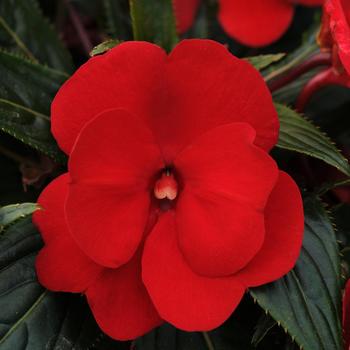 Impatiens hawkeri 'Red' 