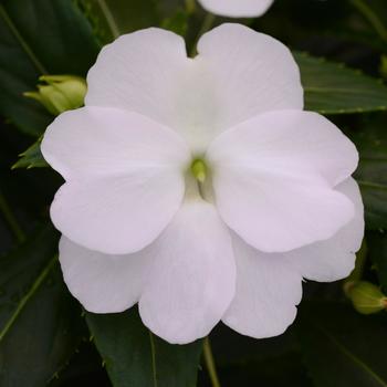 Impatiens hawkeri 'White' 