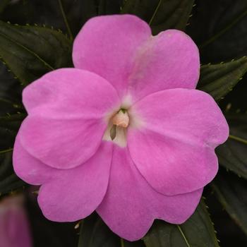 Impatiens hawkeri Clockwork™ 'Lavender'