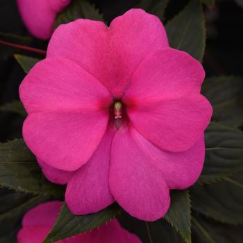 Impatiens hawkeri 'Rose' 