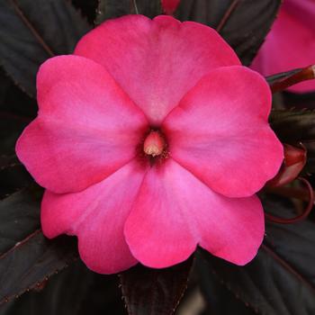 Impatiens hawkeri 'Hot Pink Glow' 