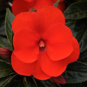 Impatiens hawkeri 'Orange' 