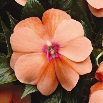 Impatiens hawkeri Celebration 'Apricot'