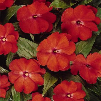 Impatiens hawkeri Celebration 'Bright Salmon'