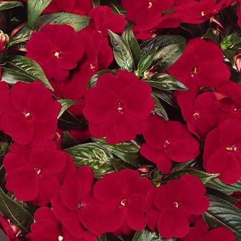 Impatiens hawkeri Celebration 'Deep Red'