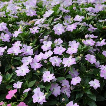 Impatiens hawkeri 'Icy Blue' 