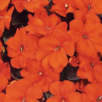 Impatiens hawkeri Celebration 'Orange'