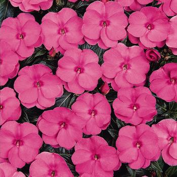 Impatiens hawkeri 'Pink' 