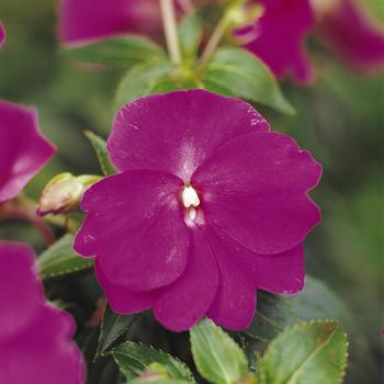 Impatiens hawkeri 'Purple' 