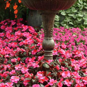 Impatiens hawkeri Celebration 'Rose Star'