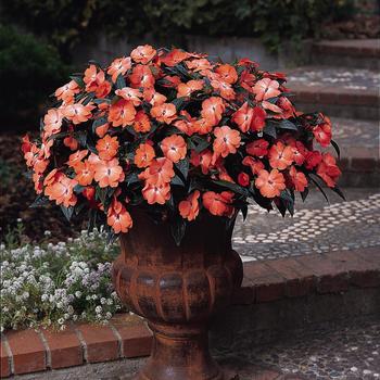 Impatiens hawkeri Celebration 'Tropical Peach'