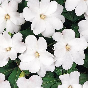 Impatiens hawkeri Celebration