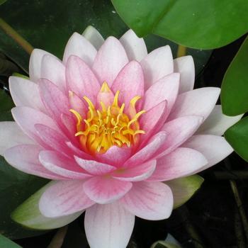 Nymphaea 'Hollandia' 